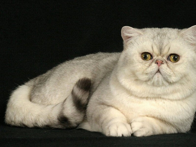 איך נראה חתול אקזוטי? איך לטפל כראוי בחתול אקזוטי