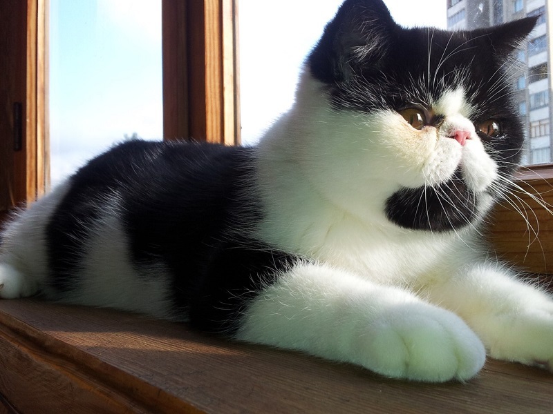 איך לטפל בחתול אקזוטי חתול קצר שיער אקזוטי