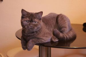 חתולים קצרים בריטיים בצבע שוקולד: צבע, תמונות של חתולים