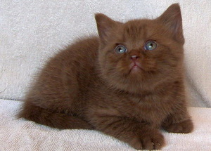 תיאור הגזע מאפייני גזע