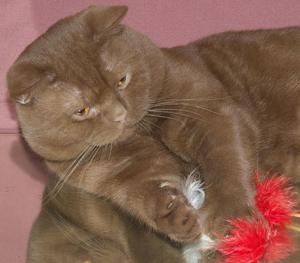 איך לגדל חתולים בריטיים