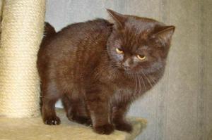 סוגים וצבעים של גזע קצר שיער בריטי גורי חתולים בריטיים בצבע שוקולד