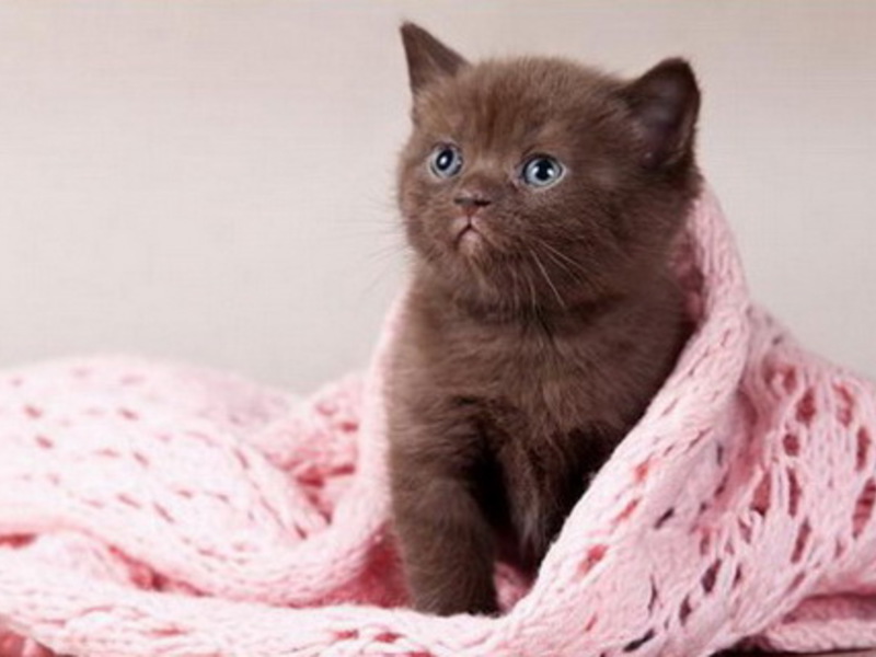 שוקולד בריטי נדיר שוקולד בריטי