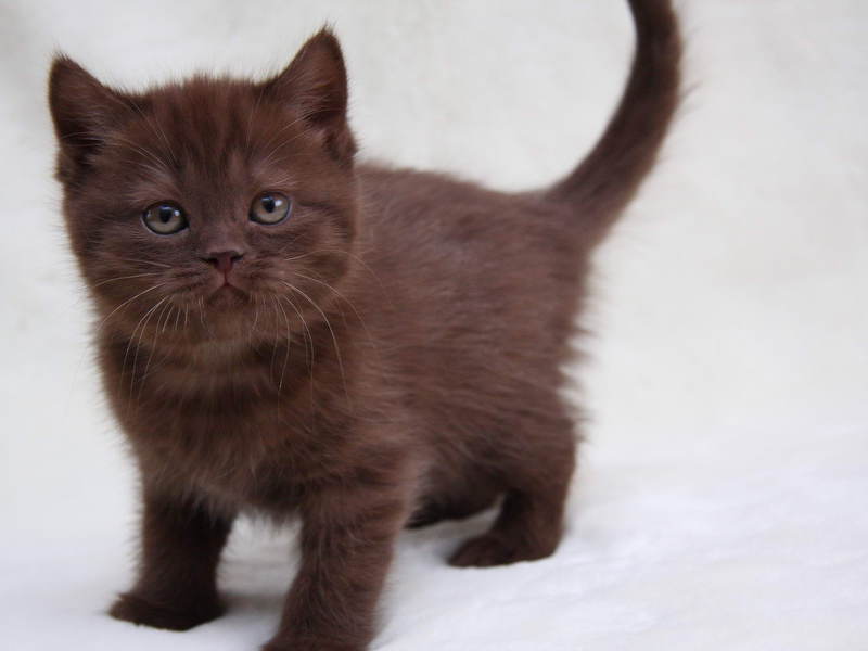 חתול בריטי קצר שיער גורי שוקולד בריטיים