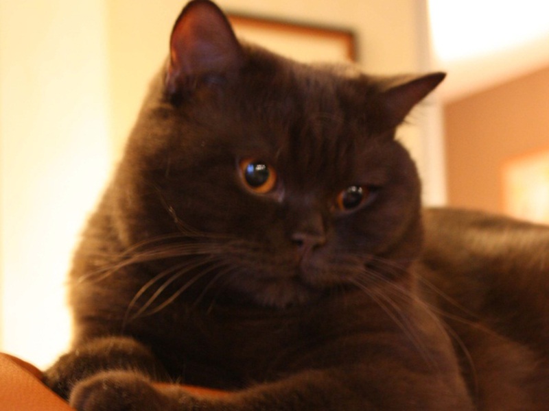 חתול שוקולד בריטי גורי חתולים בריטיים בצבע שוקולד