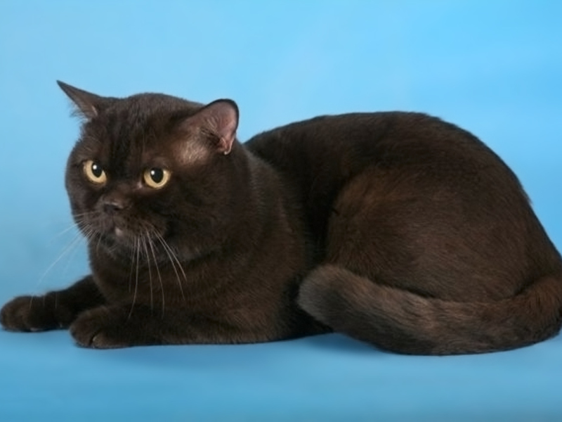 חתול בריטי קצר שיער חתול בריטי קצר שיער
