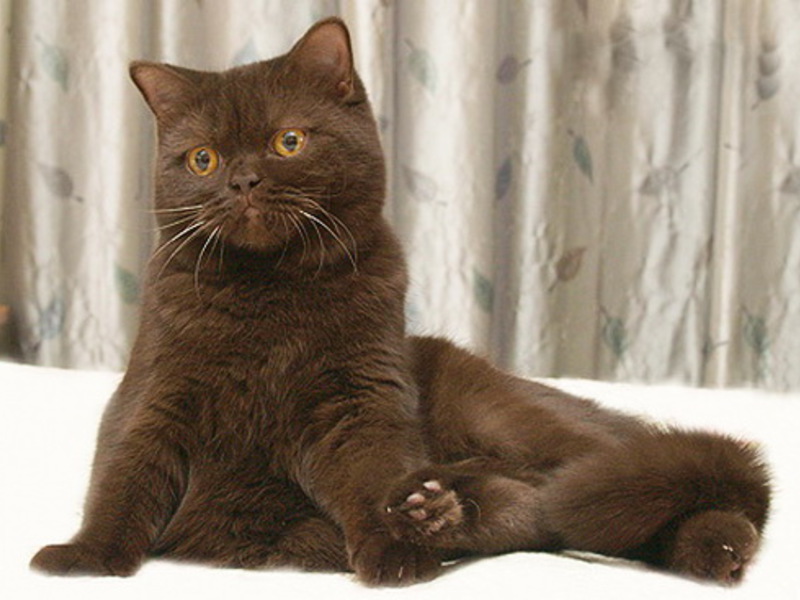 גורים בריטיים איך לטפל בגורי חתולים קצרי שיער