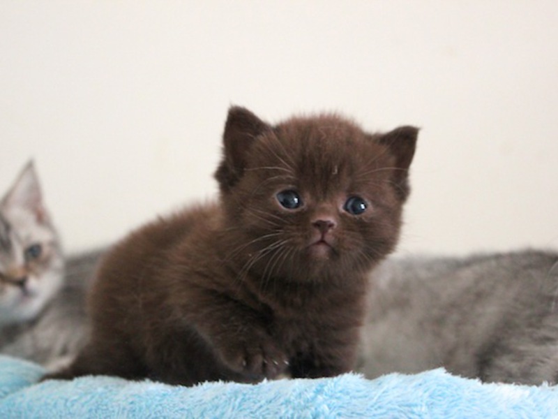 חתול בריטי קצר שיער גורים בריטיים יפים