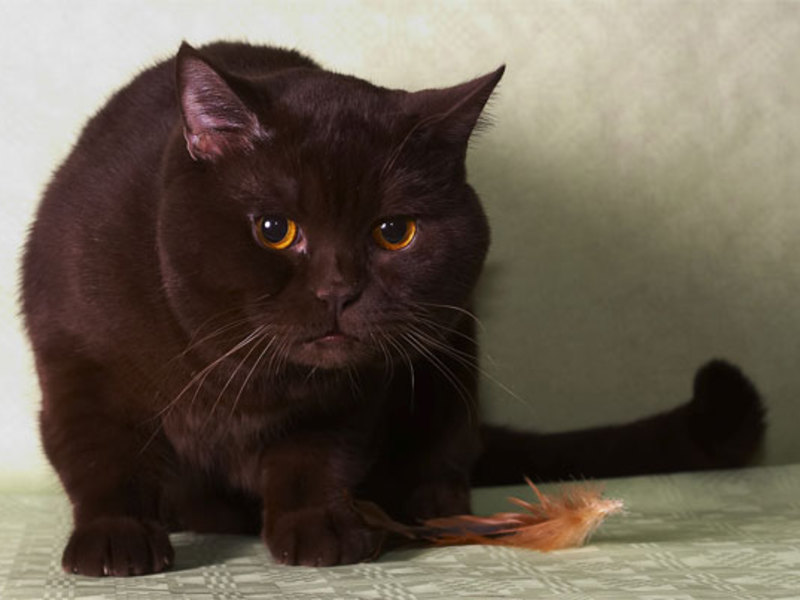 שוקולד בריטי נדיר גזע חתולים