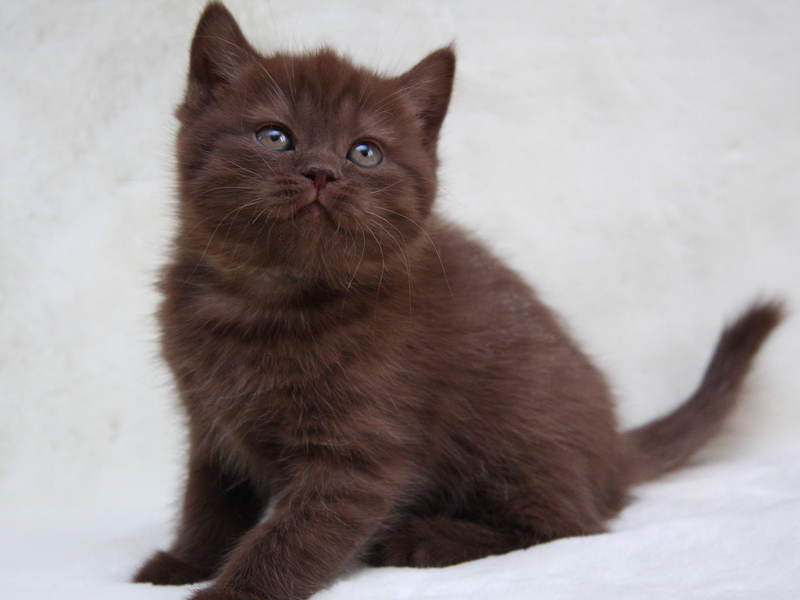 גורים בריטיים גורי חתולים בריטיים בצבע שוקולד