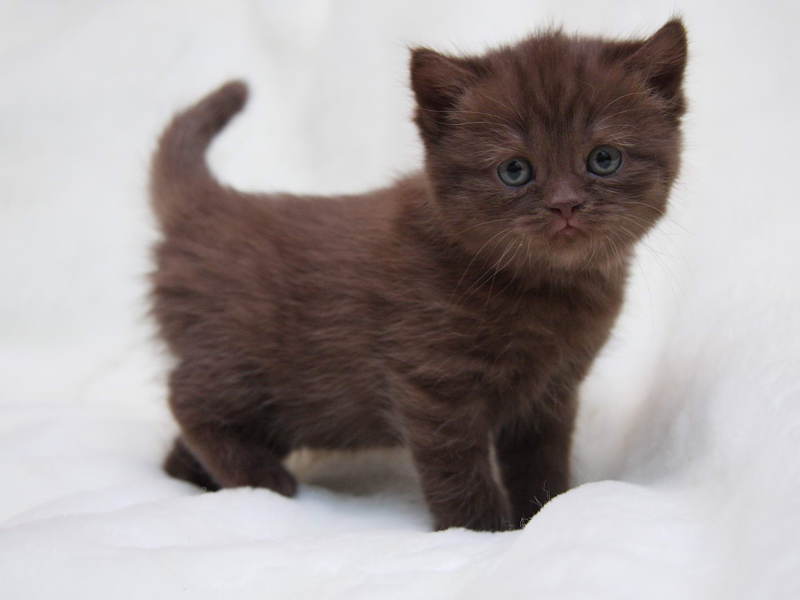 חתול בריטי קצר שיער כיצד מתנהגים חתולי שורט-שייר בריטיים?