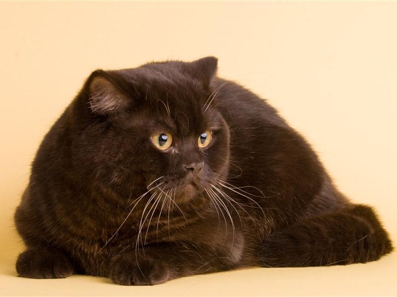 גורים בריטיים חתול בצבע שוקולד