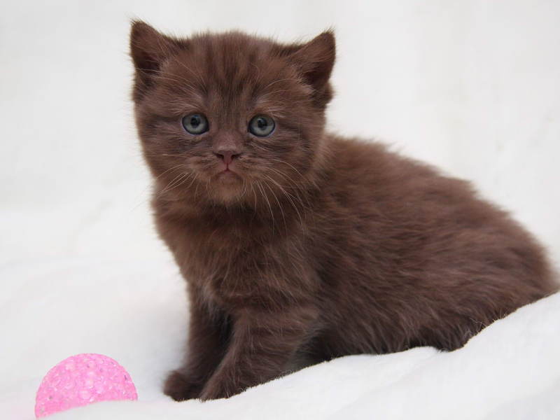 חתול שוקולד בריטי גורי חתולים בריטיים בצבע שוקולד