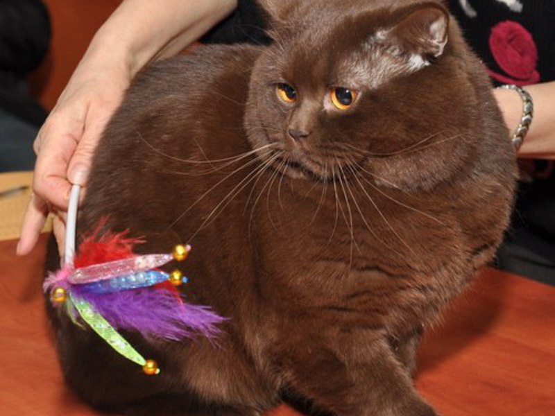 שוקולד בריטי נדיר יופי בריטי