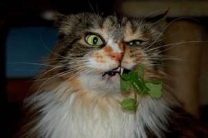 מהם היתרונות של הצמח?