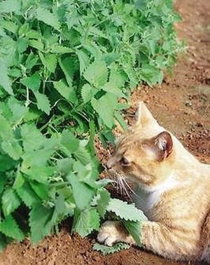 קטניפ קטניפ לחתולים