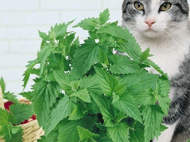 היכן משתמשים בקטניפ? קטניפ לחתולים