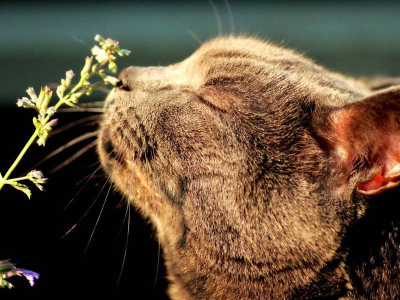 קטניפ קטניפ לחתולים