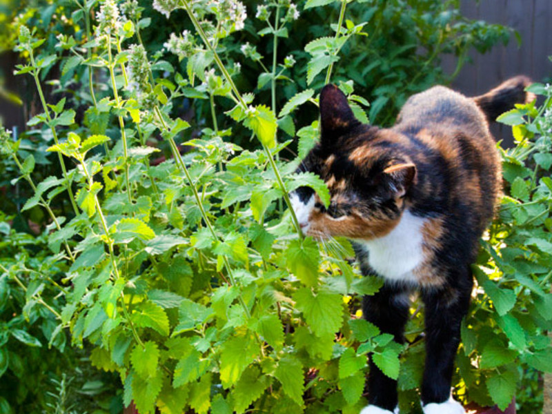 כיצד להשתמש בקטניפ שימושים של הצמח