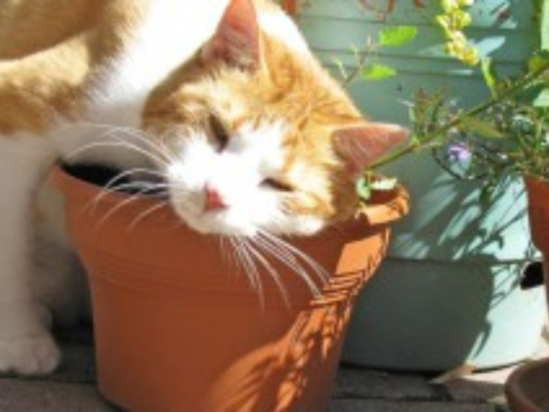 למה משמשת קטניפ? תרופות נוגדות דיכאון לחתולים