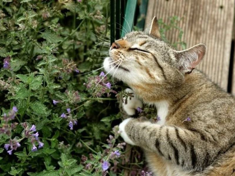 צמח לחתולים תיאור של קטניפ