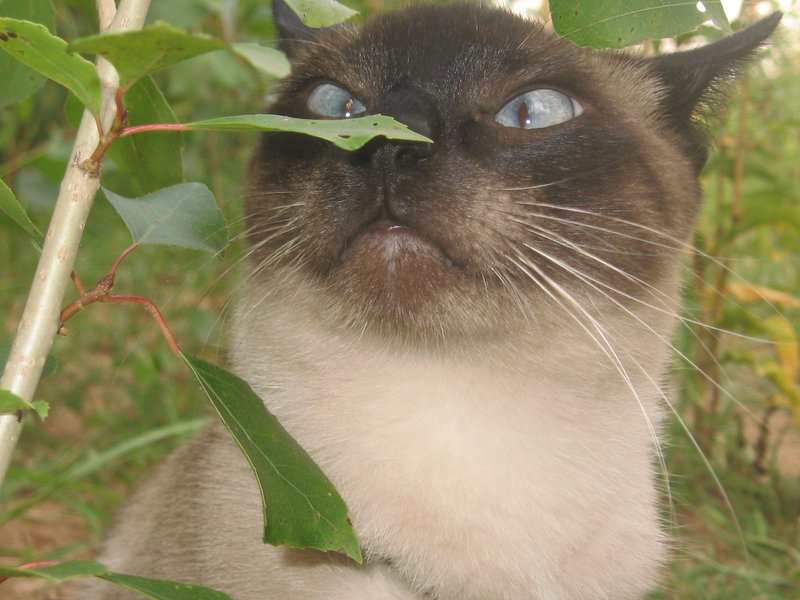 איך קטניפ עוזר לחתולים? איך קטניפ גדל