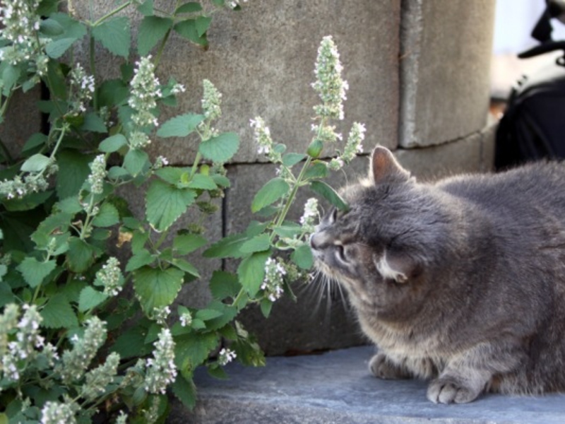 חתולים אוהבים קטניפ. קטניפ לחתולים