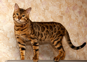 חתול בנגלי - תמונה של החיה מאפייני גזע חתולי בנגלי