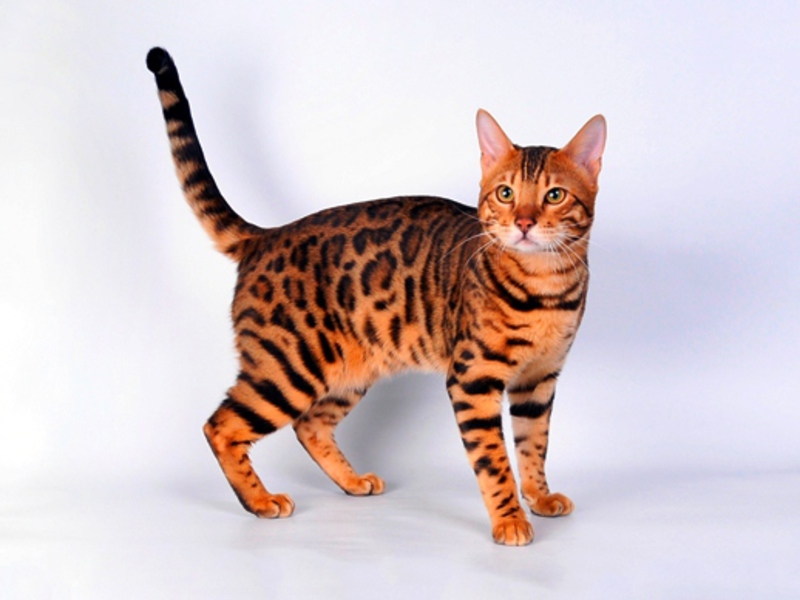 תמונה של חתול בנגלי חתולי בנגלים פעילים מאוד.