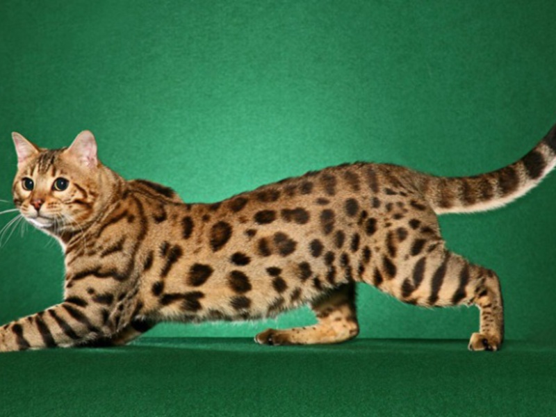 בנגל מתיחה - חתולים שמעוררים חיבה. בנגלים הם מאוד חיבה ומסתדרים היטב עם ילדים.