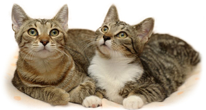 באיזה גיל חתול מבקש חתול זכר? כאשר חתול מבקש חתול