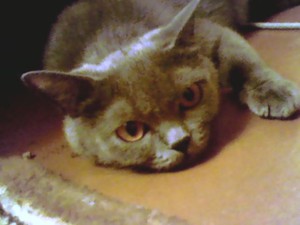 באיזה גיל חתול מתחיל לבקש חתול?