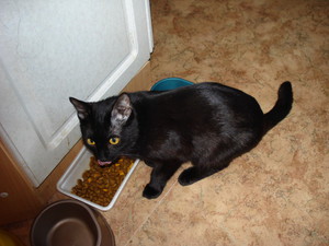 כמה זמן חתול מבקש חתול? חתול בחום