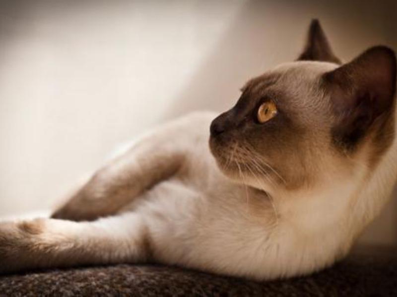 חתול בורמזי תמיד מאוד ידידותי וחברותי.