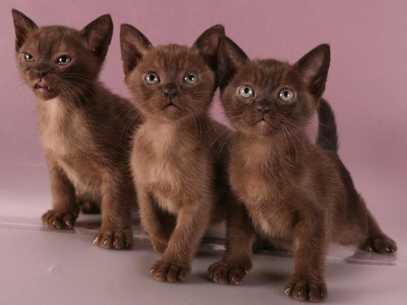 גורי חתולים בורמזים מוצגים בתמונה