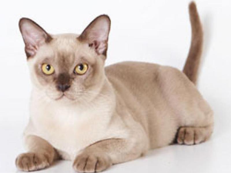 בורמזים בצבע בהיר נפוצים גם הם מאוד.