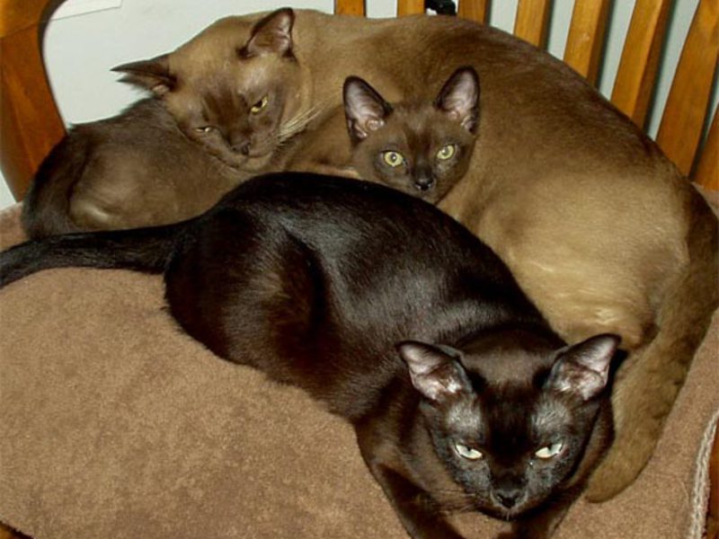 משפחת חתולי הבורמזים - החיות האלה אף פעם לא משתעממות ביחד!