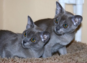 חתולים בורמזים אפורים בבית.