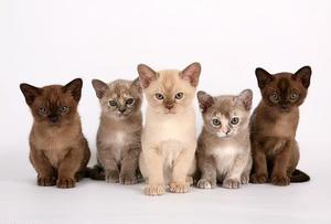 גורי חתולים בורמזים מקבלים את צבעם הסופי קרוב יותר לשנה.