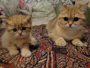 חתול קצר שיער בריטי - תמונה של נציג הגזע.