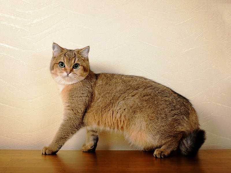 לצ'ינצ'ילה הזהובה יכולות להיות וריאציות צבע שונות.