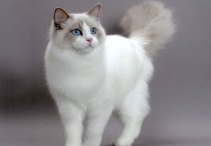 חתול ראגדול - סטנדרטים לגזע.