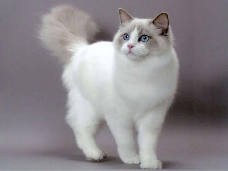 חתולי ראגדול לא ממש אוהבים לצאת לטיולים.