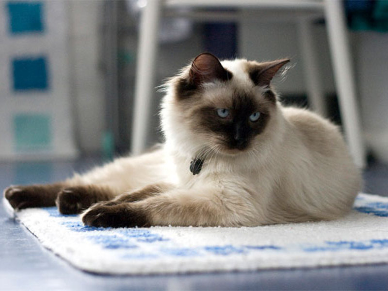 חתולי ראגדול הם חיות רגועות מאוד.