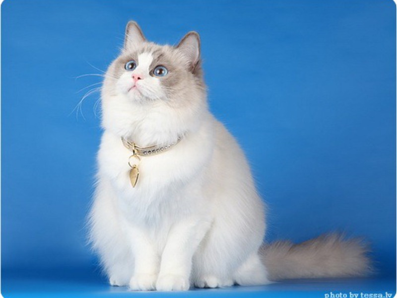 נראה שחתול הרגדול מצטלם בכוונה.