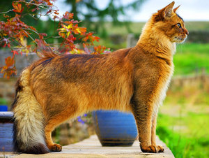 חתול סומלי בבית כפרי חתול סומלי אדום - תמונה יפהפייה.