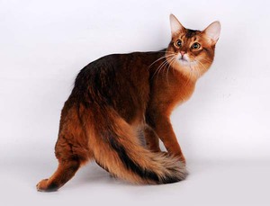 חתול סומולי - תכונות טיפול. חתול סומולי - סטנדרטים של גזע בתמונה