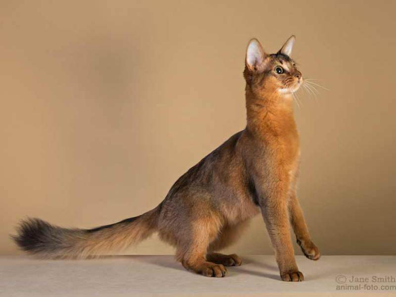 חתול בחתולייה - איך מגדלים חתולים סומליים. החתולים בחתולייה מתרבות באופן פעיל מאוד.