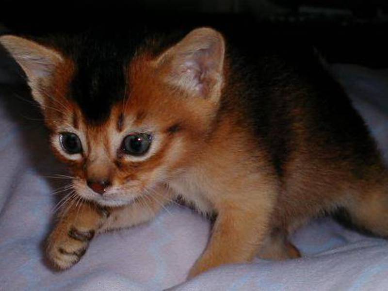 חתלתול סומלי - בחירת חיית מחמד. חתלתול סומלי בתמונה