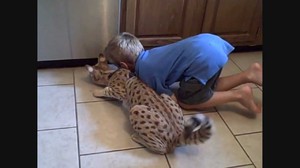 חתול אשרה מסתדר היטב בבית עם ילדים קטנים.